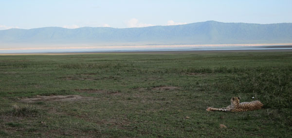cheetah ngorogoro.jpg