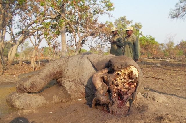 GRI poaching iii